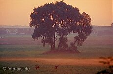 Baumgruppe mit Rehwildpärchen