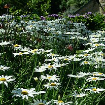 Margueriten