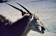 Elenantilope ( Taurotragus oryx )