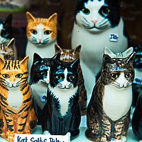 Katzen im Schaufenster Katzen im Schaufenster