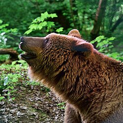Bär schaut zum Himmel