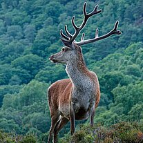 Hirsch am Abend