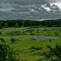 Hochmoor von Bastemosen Hochmoor von Bastemosen