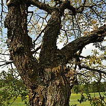 Kirschbaum