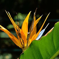 Strelizienblüte