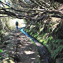im Zauberwald am Levada do Alecrim