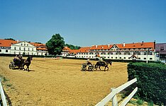 Kutschentraining im Gestüt