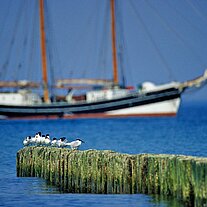Segelschiff mit Möwen