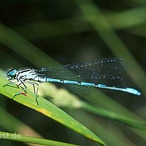 Libelle