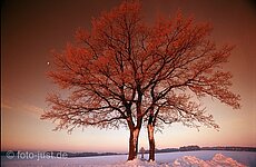 Leitenbaum am Wintermorgen