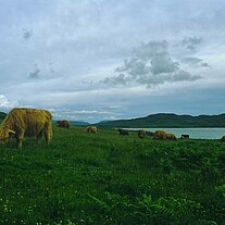 Highland Cattle