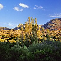 Landschaft Gallura mit Pappeln Landschaft Gallura mit Pappeln