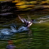 Ente startet