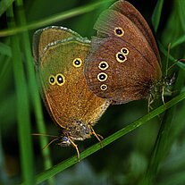 brauner Waldvogel ( Aphatopus hyperanthus )