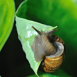 Schnecke auf Blatt