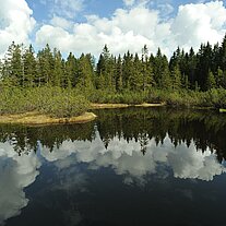 Dreiseenfilz