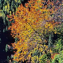 Herbst - Baum am Hang Herbst - Baum am Hang