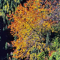 Herbst - Baum am Hang