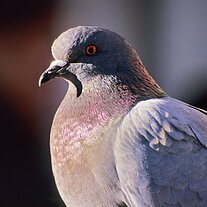 Taubenportrait