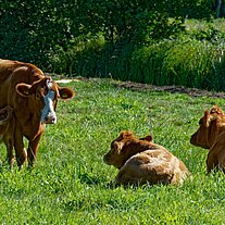 Kühe auf der Weide