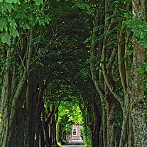 Allee