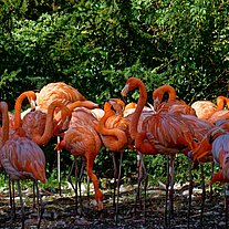 Flamingos