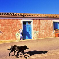 Hund läuft über die Straße Hund läuft über die Straße