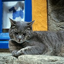 Katze