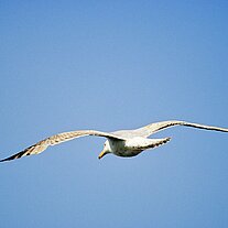 Möve im Flug