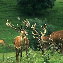 Hirsche im Glengoulandie Deer Park