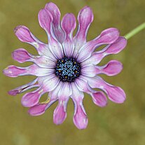 kleine lila Blüte