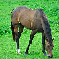 Pferd auf der Weide