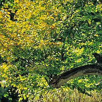 Herbstblätter