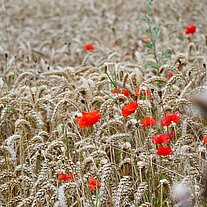 Moonblumen im Feld