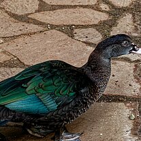 Ente am Pflaster