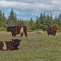 Wollrinder auf der Weide