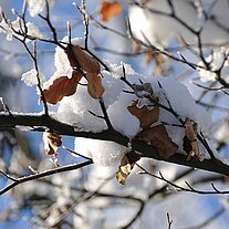 verwelckte Blätter im Schnee