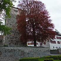 Rotbuche und Stadtmauer Rotbuche und Stadtmauer