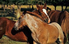 zwei Fohlen kraulen sich