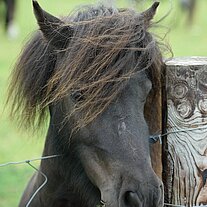 Isländer am Koppelzaun