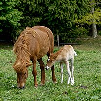 Stute mit Fohlen