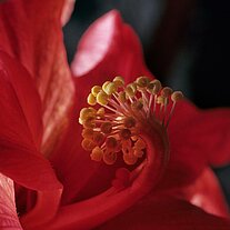 Hibiskusblüte