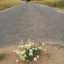 Blümchen in der Strasse