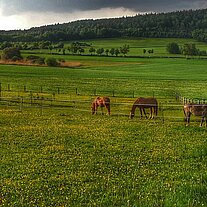 unsere Pferdekoppel