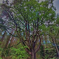 Buche im Heidewald