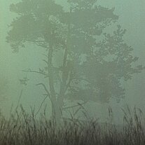 Baum im Nebel