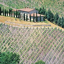 Gehöft mit Pinien und Weinbergen