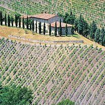 Gehöft mit Pinien und Weinbergen Gehöft mit Pinien und Weinbergen
