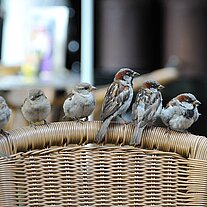 Spatzen auf einer Korbsessellehne