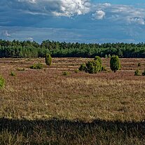 in der Misselhorner Heide